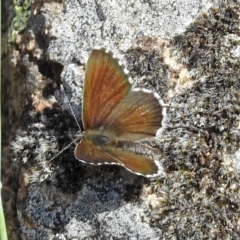 Neolucia agricola (Fringed Heath-blue) at Pine Island to Point Hut - 9 Nov 2018 by RodDeb