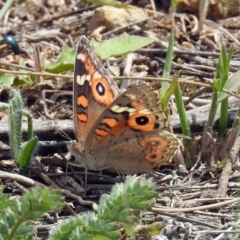 Junonia villida (Meadow Argus) at Pine Island to Point Hut - 9 Nov 2018 by RodDeb