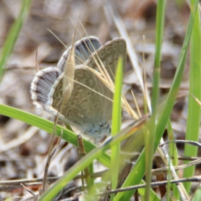 Zizina otis (Common Grass-Blue) at Pine Island to Point Hut - 9 Nov 2018 by RodDeb