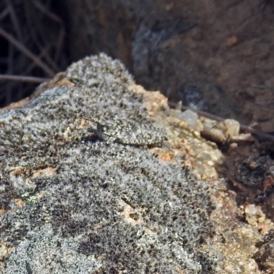 Coryphistes ruricola (Bark-mimicking Grasshopper) at Pine Island to Point Hut - 9 Nov 2018 by RodDeb