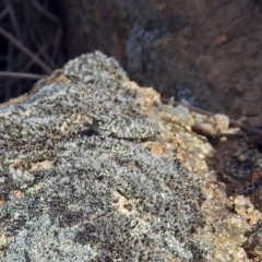 Coryphistes ruricola (Bark-mimicking Grasshopper) at Pine Island to Point Hut - 8 Nov 2018 by RodDeb