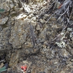 Coryphistes ruricola at Pine Island to Point Hut - 9 Nov 2018 10:45 AM