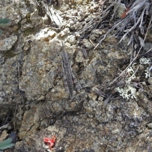 Coryphistes ruricola at Pine Island to Point Hut - 9 Nov 2018