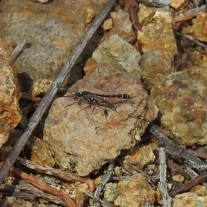 Gasteruption sp. (genus) at Tuggeranong DC, ACT - 9 Nov 2018 11:16 AM