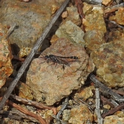 Gasteruption sp. (genus) (Gasteruptiid wasp) at Pine Island to Point Hut - 9 Nov 2018 by RodDeb