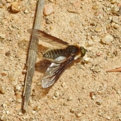 Bombyliidae (family) (Unidentified Bee fly) at Bonython, ACT - 9 Nov 2018 by RodDeb