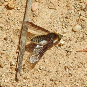 Bombyliidae (family) at Bonython, ACT - 9 Nov 2018 11:57 AM