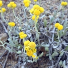 Chrysocephalum apiculatum (Common Everlasting) at Pine Island to Point Hut - 9 Nov 2018 by RodDeb