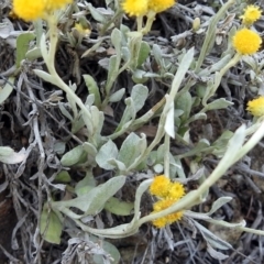 Chrysocephalum apiculatum at Pine Island to Point Hut - 9 Nov 2018