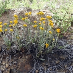 Chrysocephalum apiculatum at Pine Island to Point Hut - 9 Nov 2018