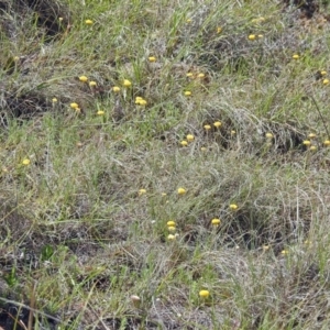 Chrysocephalum apiculatum at Pine Island to Point Hut - 9 Nov 2018