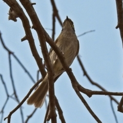 Caligavis chrysops (Yellow-faced Honeyeater) at Bonython, ACT - 9 Nov 2018 by RodDeb