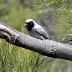 Coracina novaehollandiae (Black-faced Cuckooshrike) at Pine Island to Point Hut - 9 Nov 2018 by RodDeb