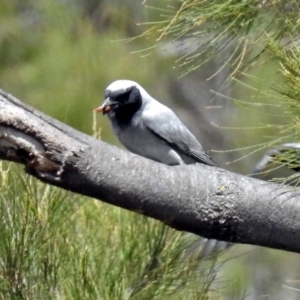 Coracina novaehollandiae at Pine Island to Point Hut - 9 Nov 2018 11:38 AM