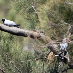 Coracina novaehollandiae at Pine Island to Point Hut - 9 Nov 2018 11:38 AM