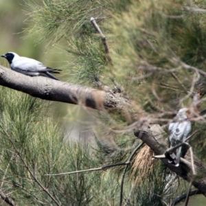 Coracina novaehollandiae at Pine Island to Point Hut - 9 Nov 2018 11:38 AM