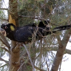 Zanda funerea (Yellow-tailed Black-Cockatoo) at Greenway, ACT - 8 Nov 2018 by RodDeb
