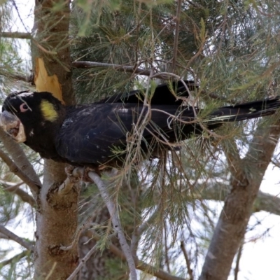 Zanda funerea (Yellow-tailed Black-Cockatoo) at Greenway, ACT - 9 Nov 2018 by RodDeb