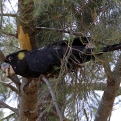 Zanda funerea at Greenway, ACT - 9 Nov 2018 10:23 AM