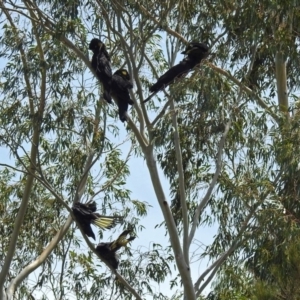 Zanda funerea at Greenway, ACT - 9 Nov 2018 10:23 AM