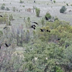 Zanda funerea at Greenway, ACT - 9 Nov 2018 10:23 AM