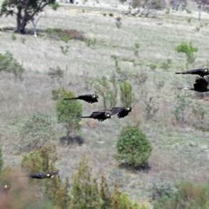 Zanda funerea at Greenway, ACT - 9 Nov 2018 10:23 AM