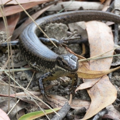 Eulamprus heatwolei (Yellow-bellied Water Skink) at Pine Island to Point Hut - 9 Nov 2018 by RodDeb