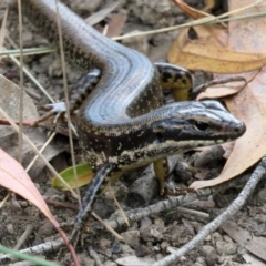 Eulamprus heatwolei at Pine Island to Point Hut - 9 Nov 2018 10:56 AM