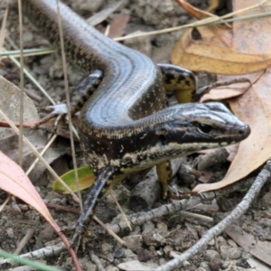 Eulamprus heatwolei at Pine Island to Point Hut - 9 Nov 2018