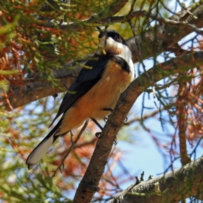 Acanthorhynchus tenuirostris (Eastern Spinebill) at Pine Island to Point Hut - 9 Nov 2018 by RodDeb