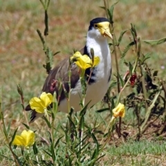 Vanellus miles (Masked Lapwing) at Pine Island to Point Hut - 9 Nov 2018 by RodDeb
