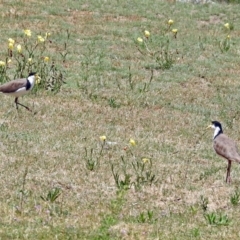 Vanellus miles at Greenway, ACT - 9 Nov 2018 12:44 PM