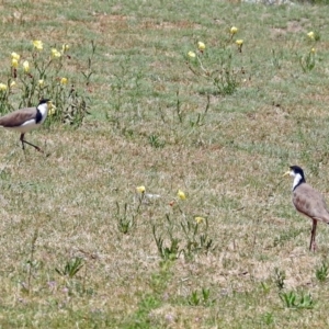 Vanellus miles at Greenway, ACT - 9 Nov 2018 12:44 PM