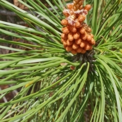 Pinus pinaster (Cluster Pine) at Kaleen, ACT - 9 Nov 2018 by ACTParks-InvasivePlantsTeam