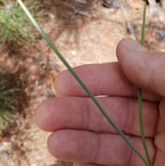 Pinus pinaster at Kaleen, ACT - 9 Nov 2018 11:54 AM