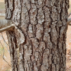 Pinus pinaster at Kaleen, ACT - 9 Nov 2018 11:54 AM