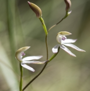 Caladenia moschata at Cotter River, ACT - suppressed