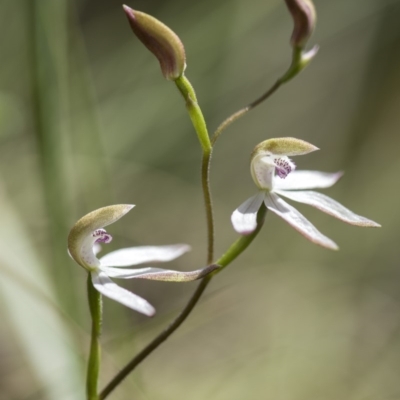 Caladenia moschata (Musky Caps) at Cotter River, ACT - 9 Nov 2018 by GlenRyan