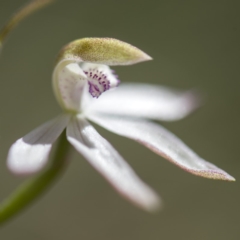 Caladenia moschata at Cotter River, ACT - 9 Nov 2018