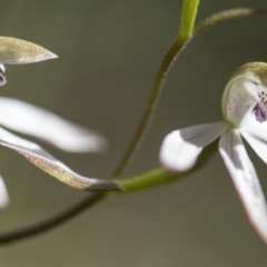 Caladenia moschata at Cotter River, ACT - suppressed