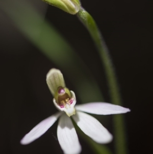 Caladenia carnea at Cotter River, ACT - 9 Nov 2018