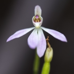 Caladenia carnea at Cotter River, ACT - 9 Nov 2018