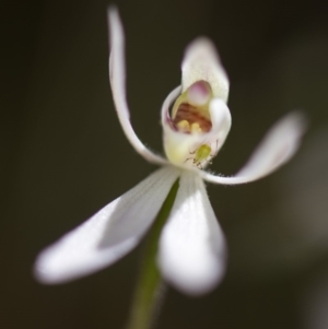 Caladenia carnea at Cotter River, ACT - 9 Nov 2018