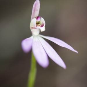 Caladenia carnea at Cotter River, ACT - 9 Nov 2018