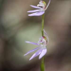 Caladenia carnea at Cotter River, ACT - 9 Nov 2018