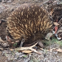 Tachyglossus aculeatus (Short-beaked Echidna) at Red Hill, ACT - 8 Nov 2018 by KL