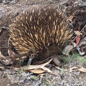 Tachyglossus aculeatus at Red Hill, ACT - 9 Nov 2018