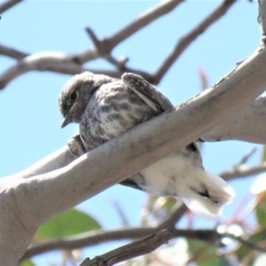 Microeca fascinans at Tharwa, ACT - 1 Nov 2018