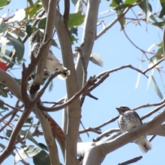 Microeca fascinans at Tharwa, ACT - 1 Nov 2018