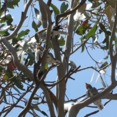 Microeca fascinans at Tharwa, ACT - 1 Nov 2018